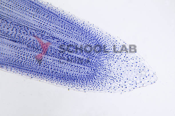 Prepared Microscope Slide - Onion (Allium) Root Tip L.S.